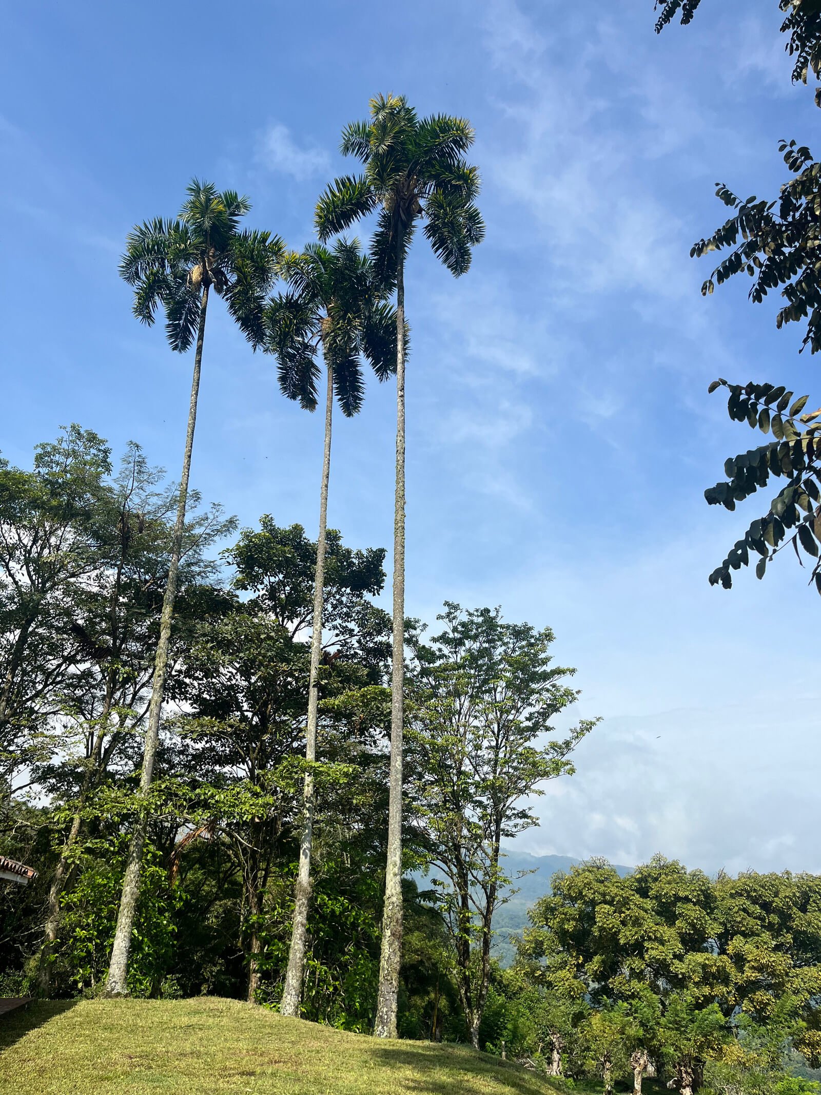 Finca en Jericó