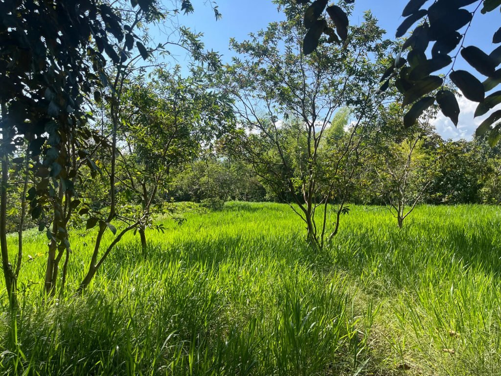 Finca en Támesis