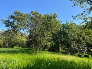 Finca en Támesis
