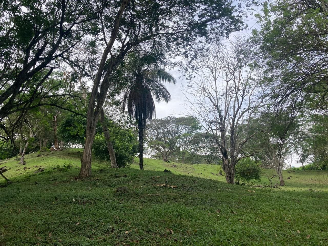 Lote Naranjales de Cauca Viejo