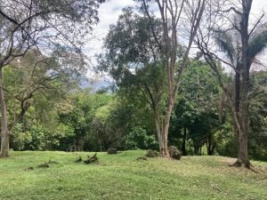 Lote Naranjales de Cauca Viejo