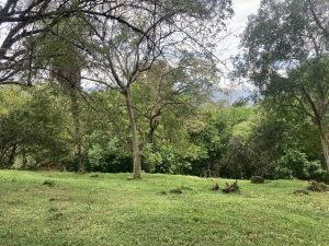 Lote Naranjales de Cauca Viejo
