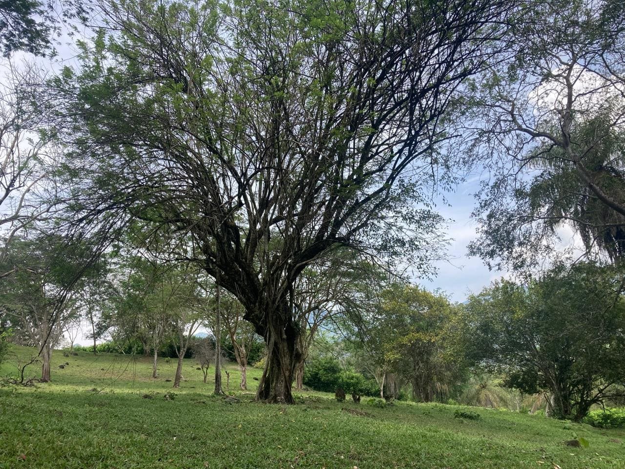 Lote Naranjales de Cauca Viejo
