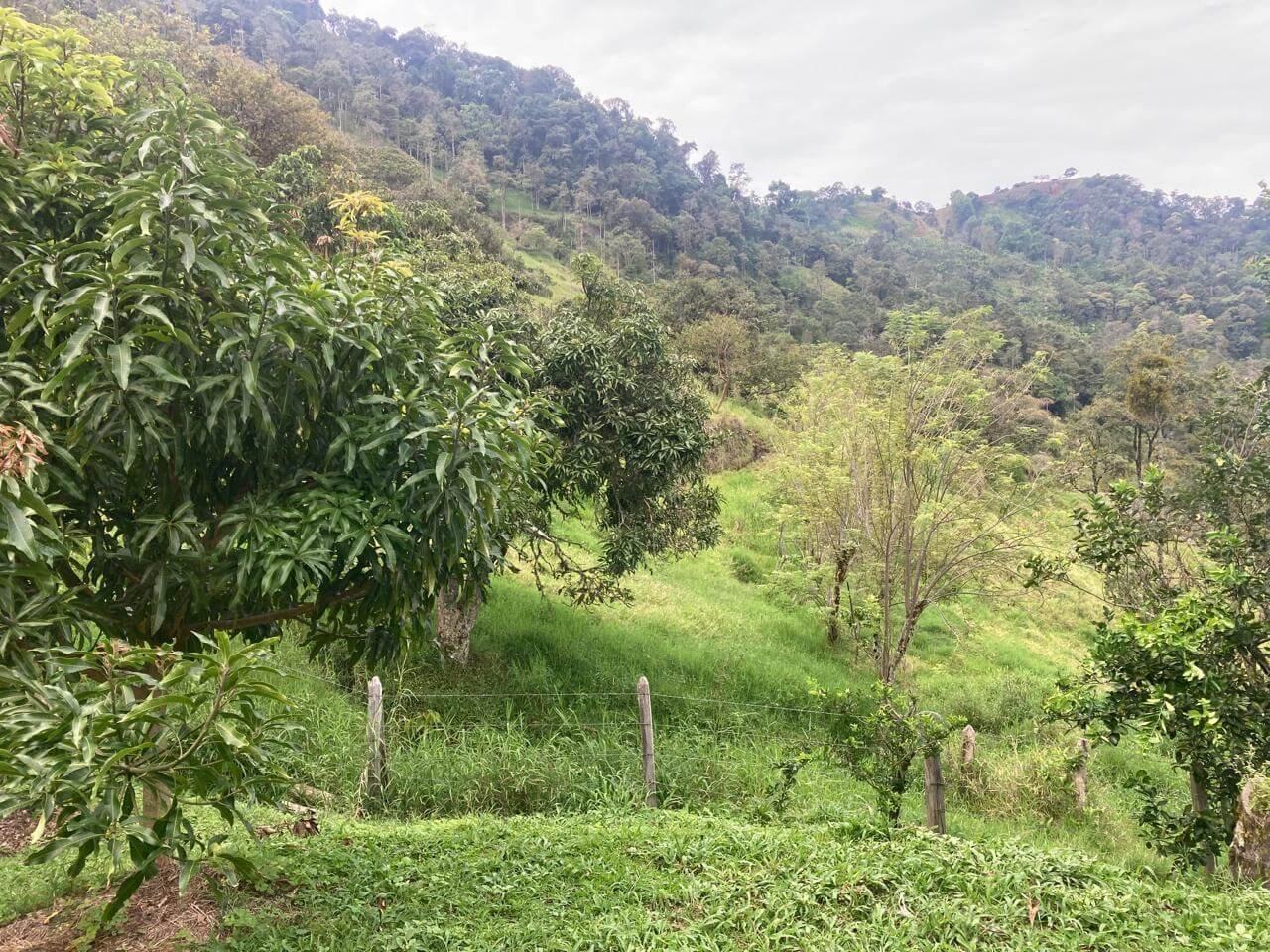 Finca en Jericó