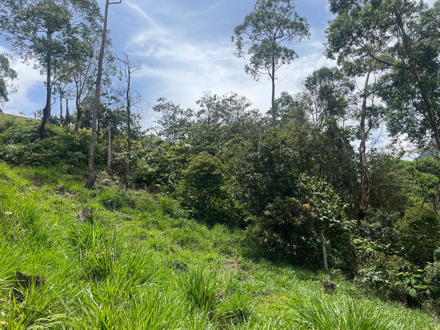 Finca en Fredonia