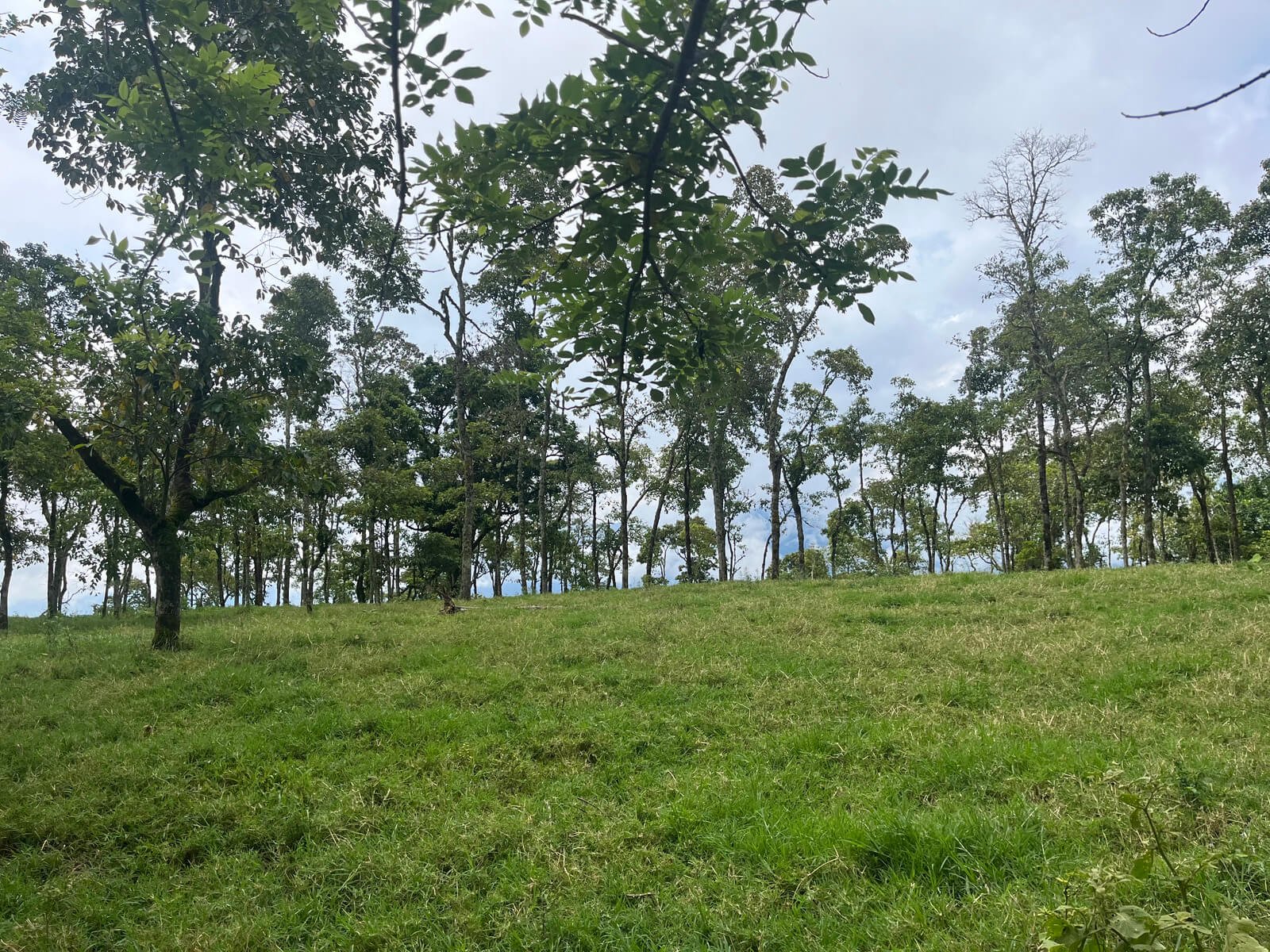 Finca ganadera en fredonia