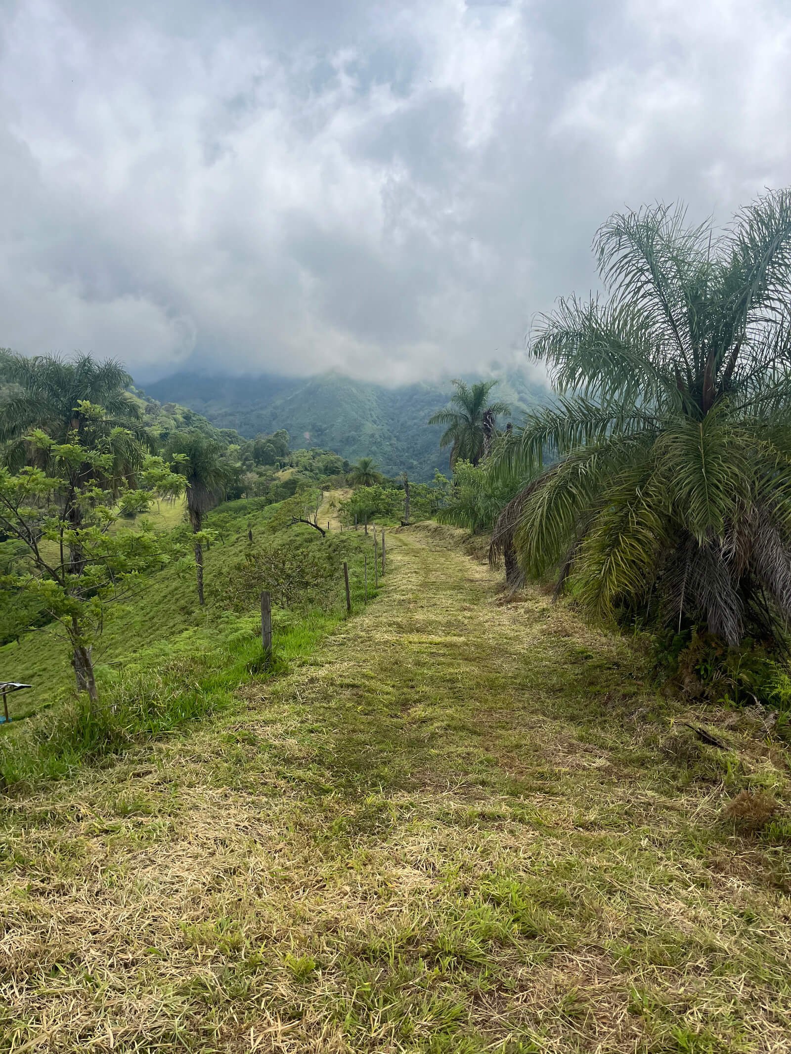 Finca ganadera en fredonia