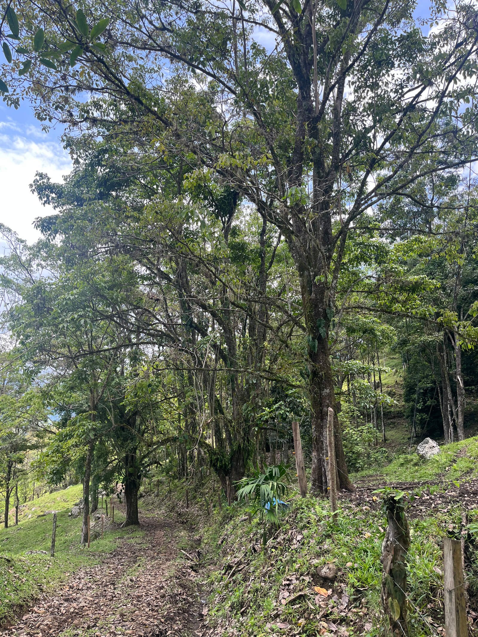 Finca ganadera en fredonia