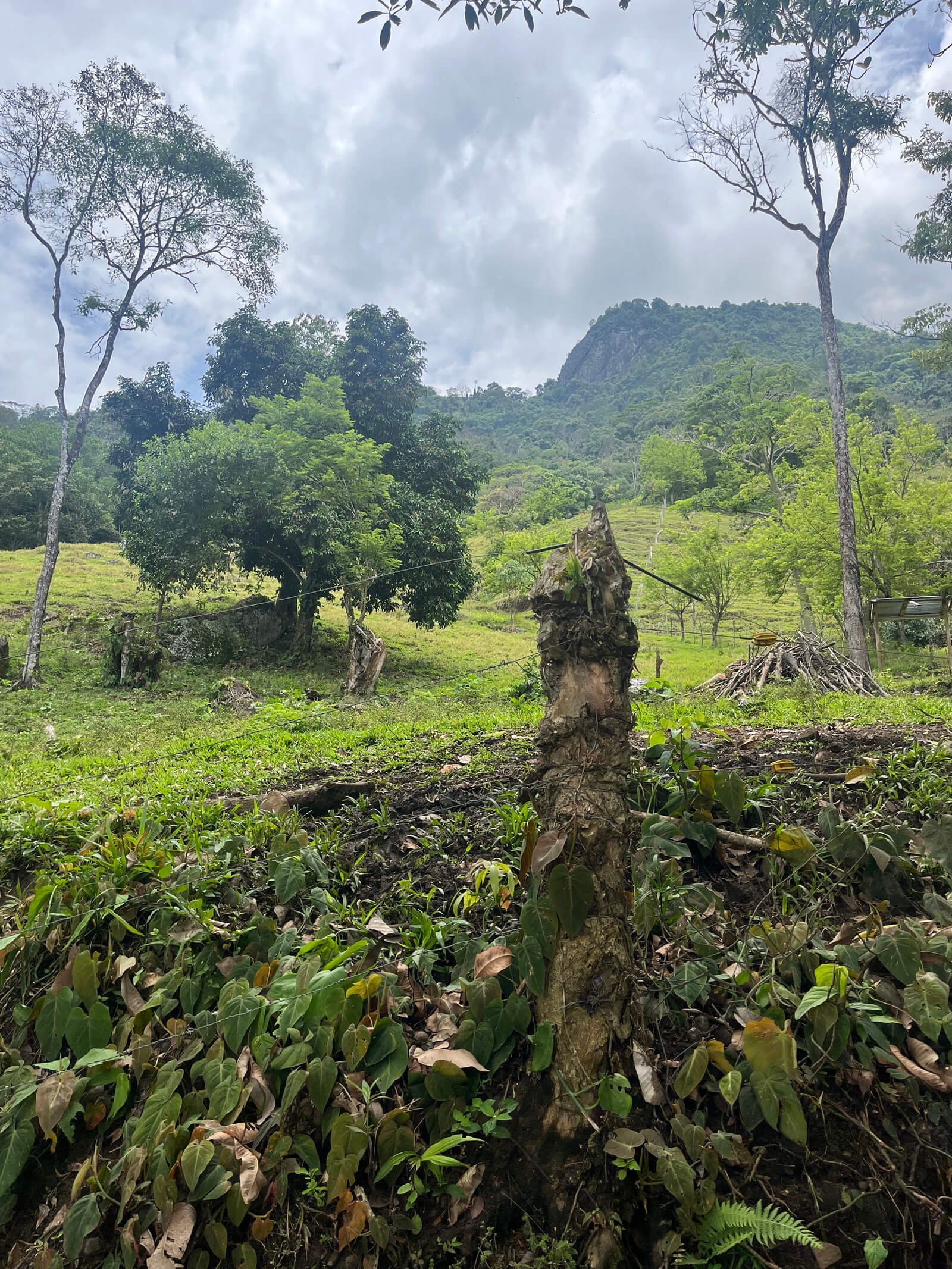 Finca ganadera en fredonia