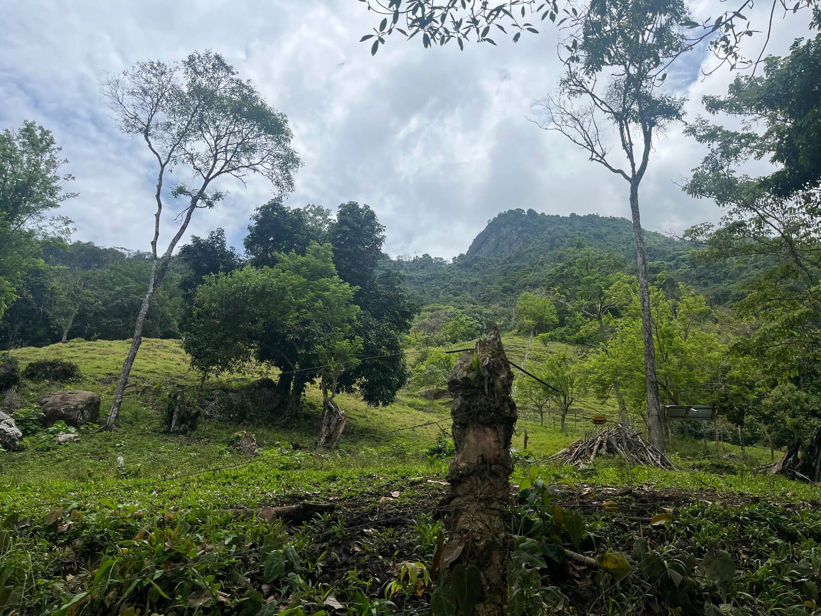 Finca ganadera en fredonia
