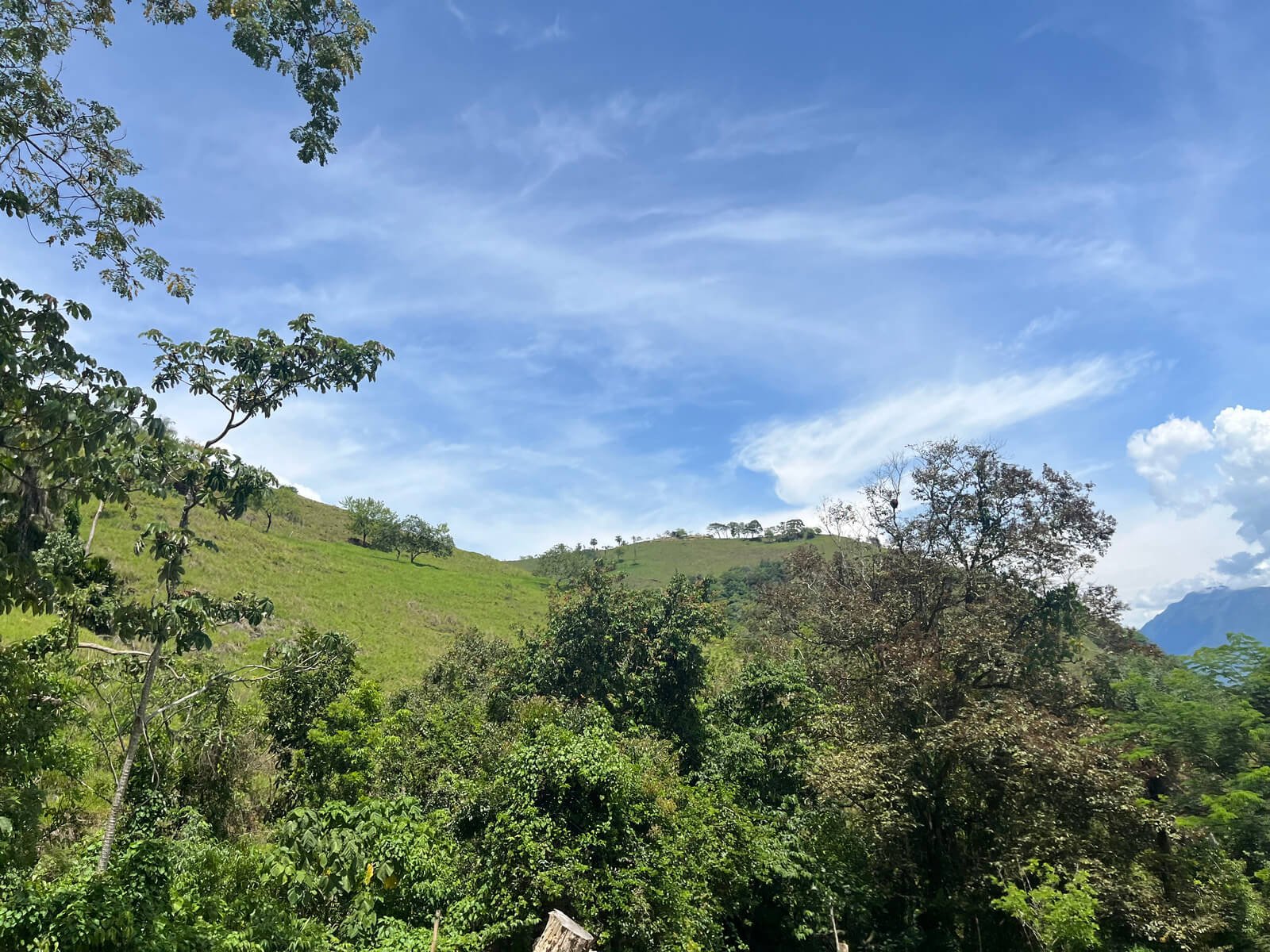 Finca ganadera en fredonia