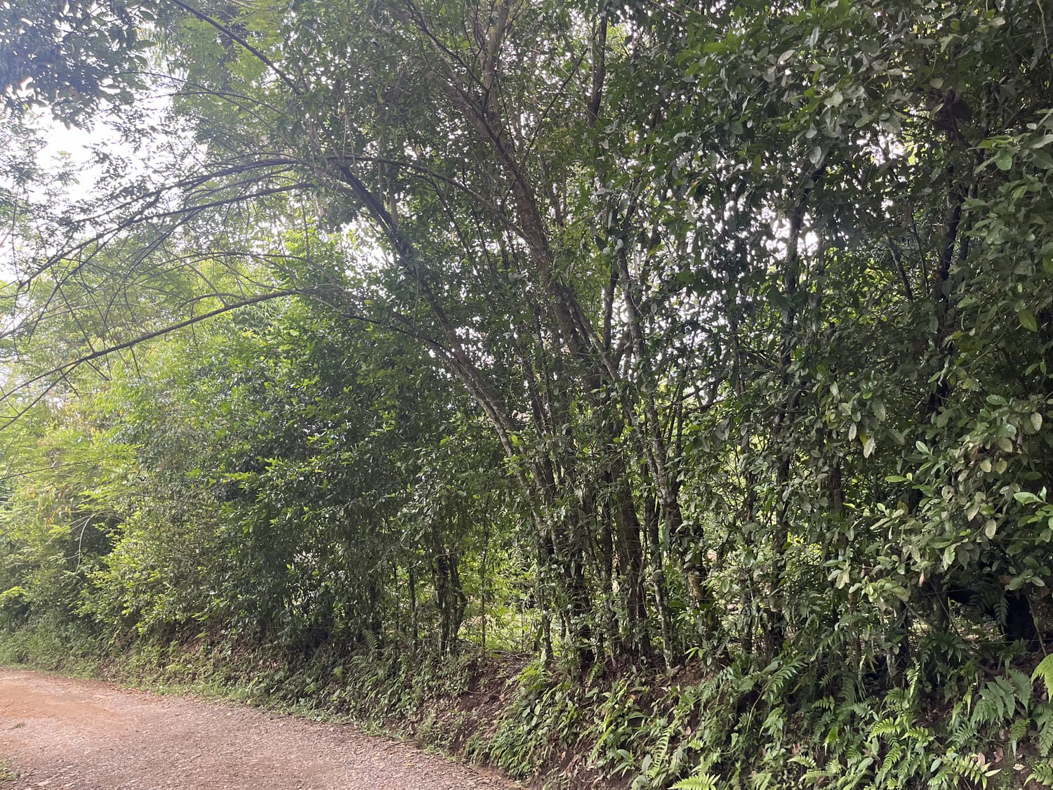 Lote Camino del Cartama