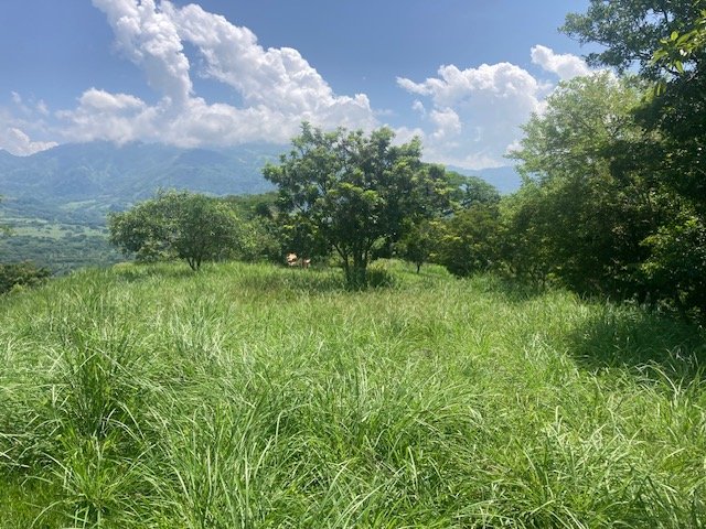 Lote Naranjales de Cauca Viejo