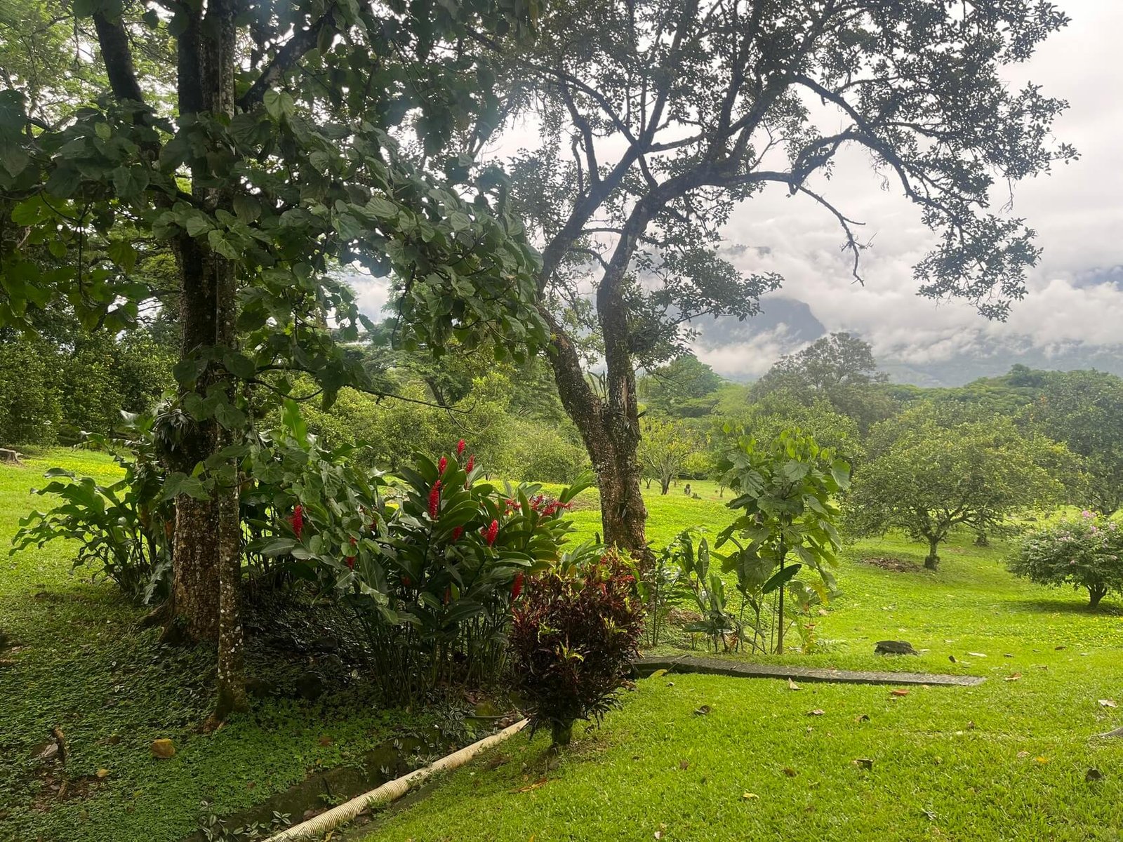 Finca en fredonia