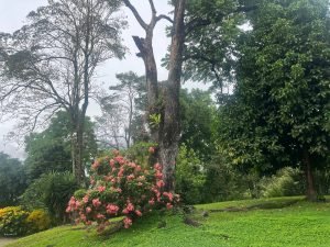 Finca en fredonia