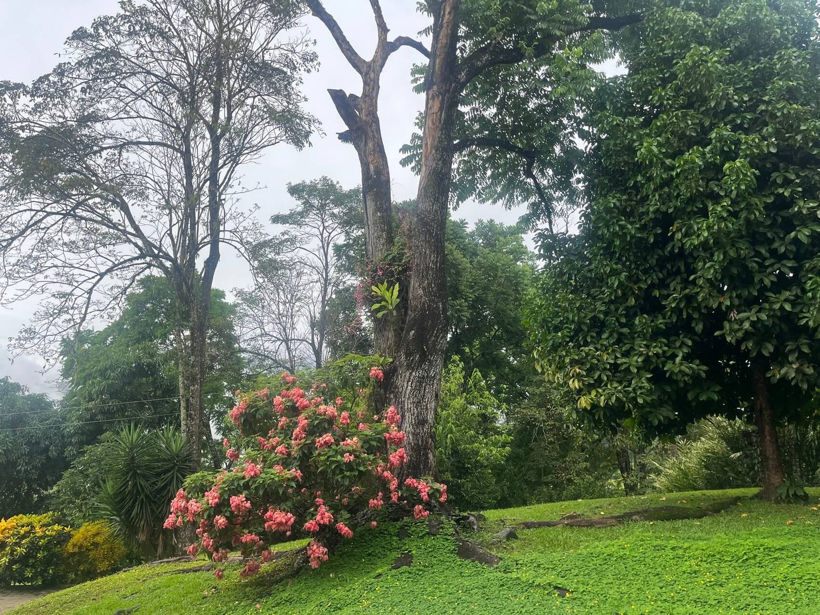 Finca en fredonia