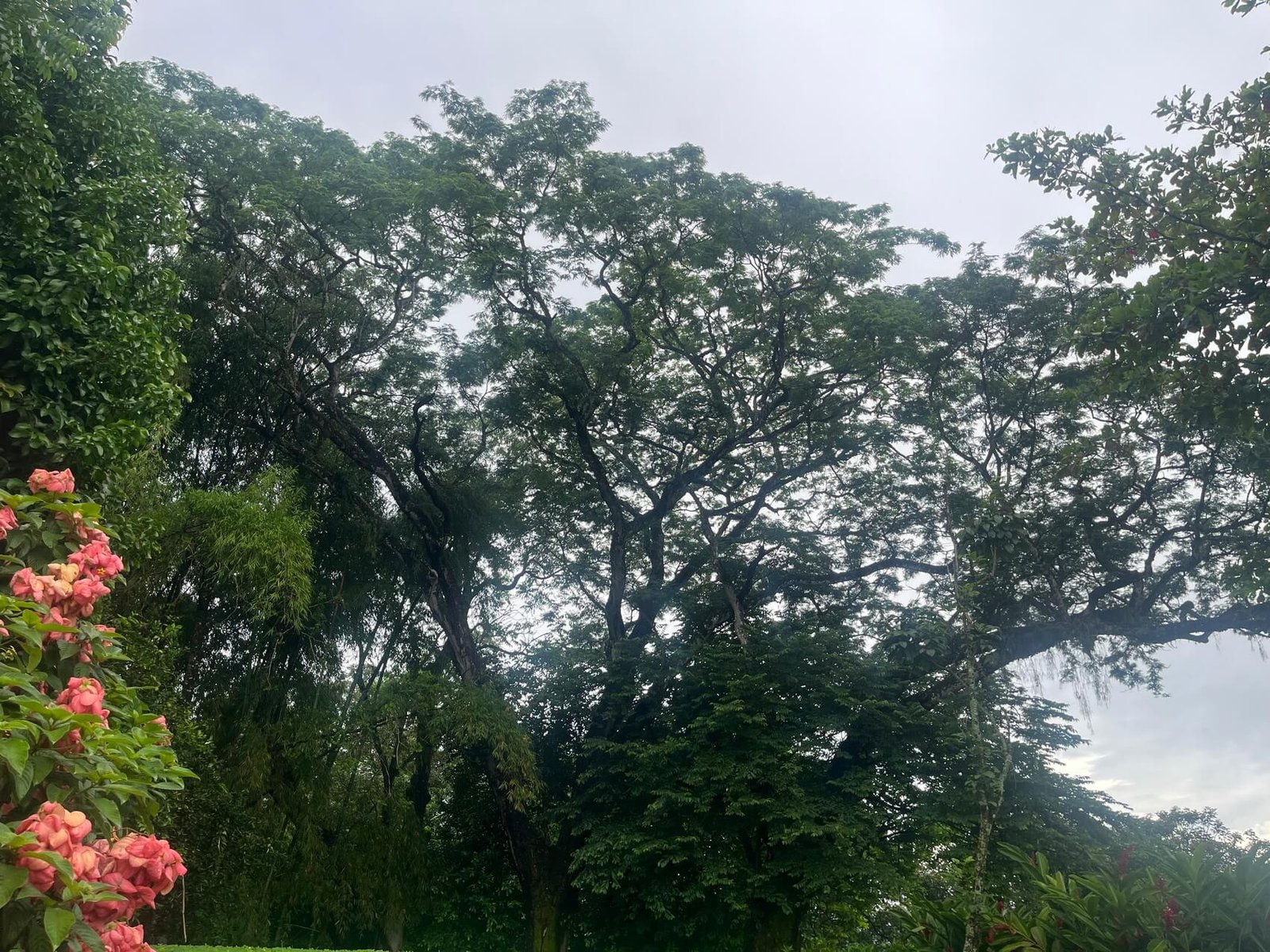 Finca en fredonia