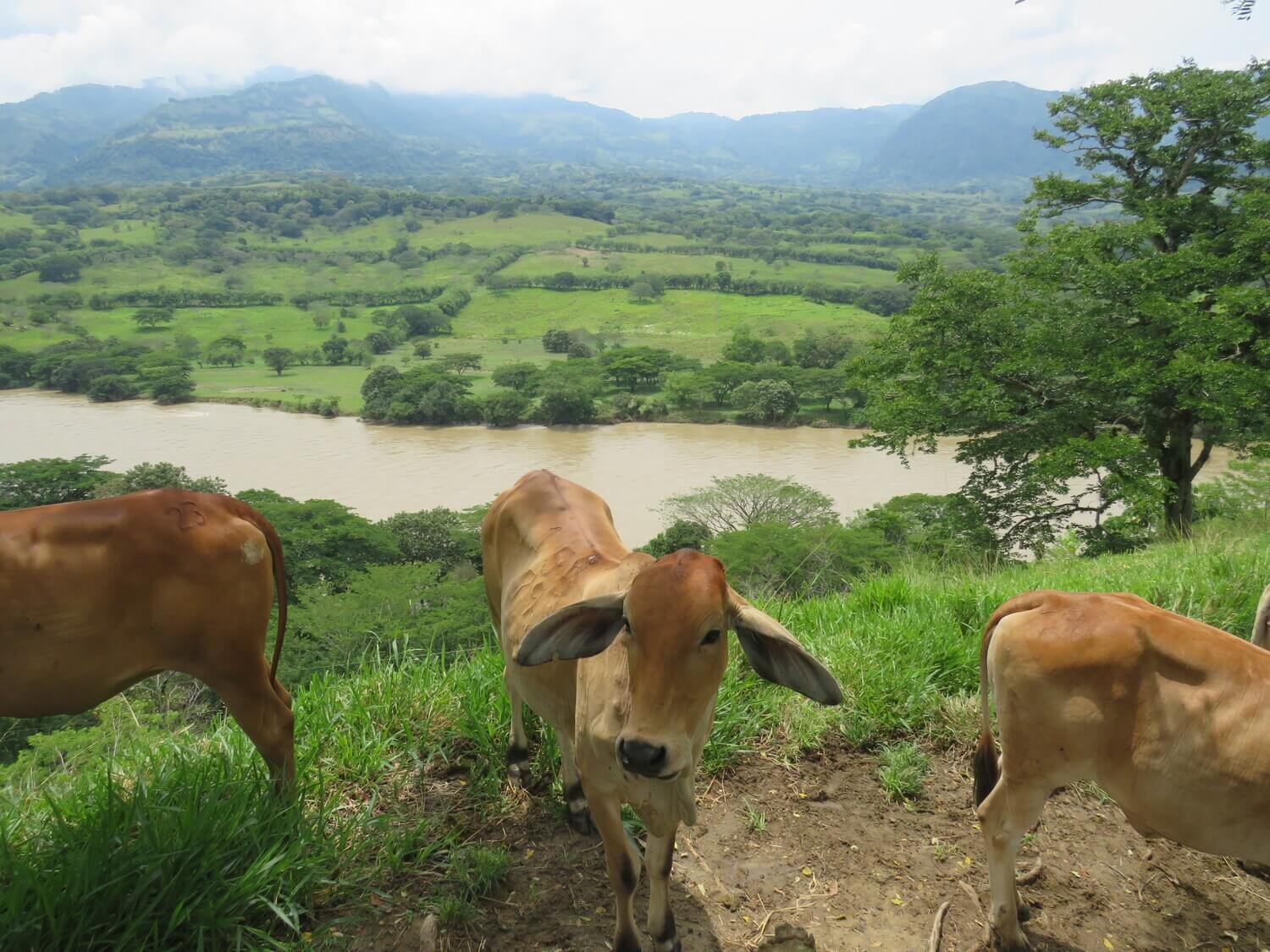 Finca en Jericó