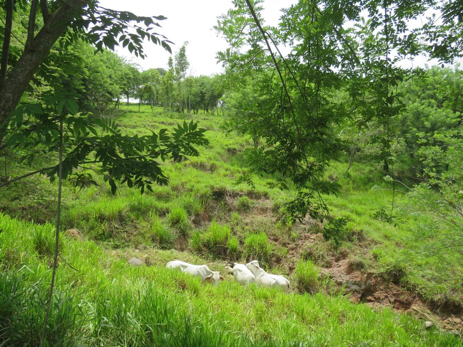 Finca en Jericó