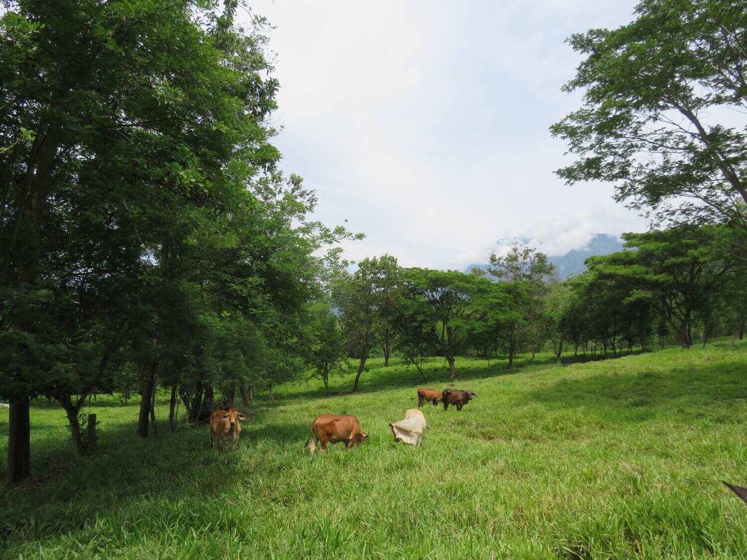 Finca en Jericó