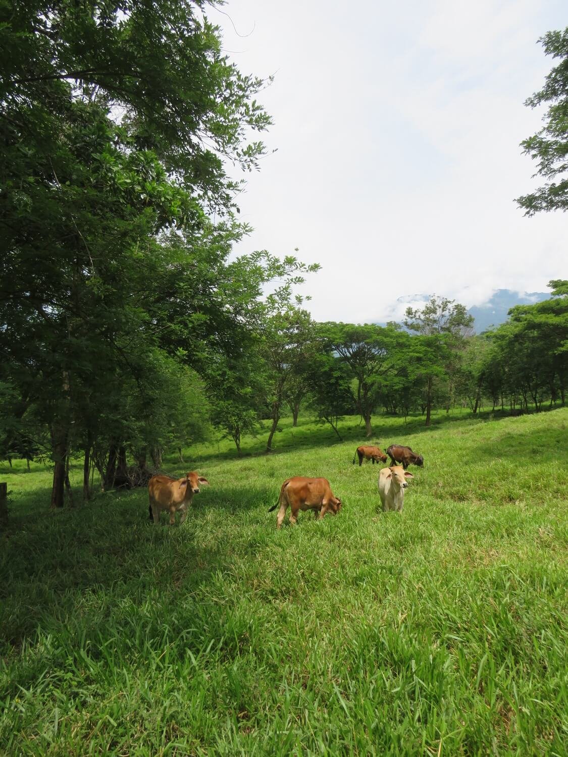 Finca en Jericó