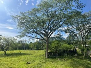 Finca en Tarso
