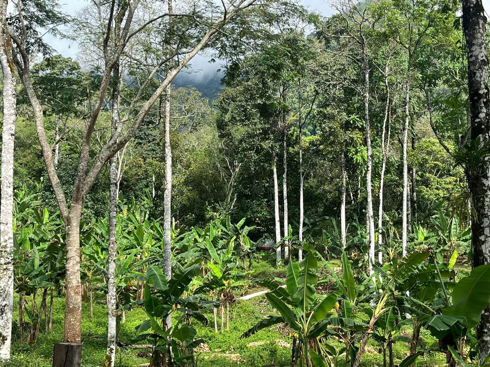 Finca en Tarso
