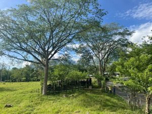 Finca en Tarso
