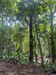 Lote Parcelación Los Búcaros