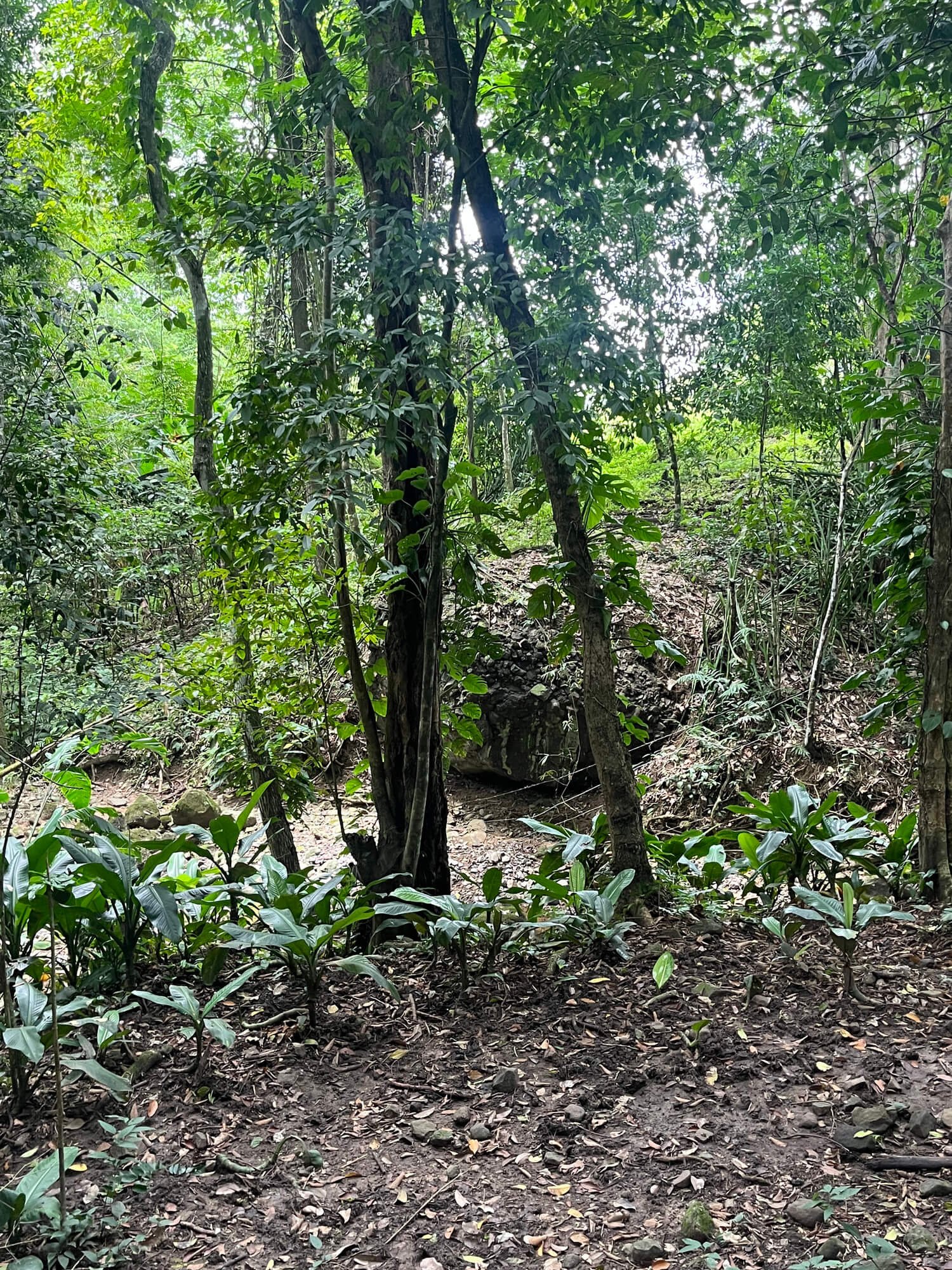 Lote Parcelación Los Búcaros