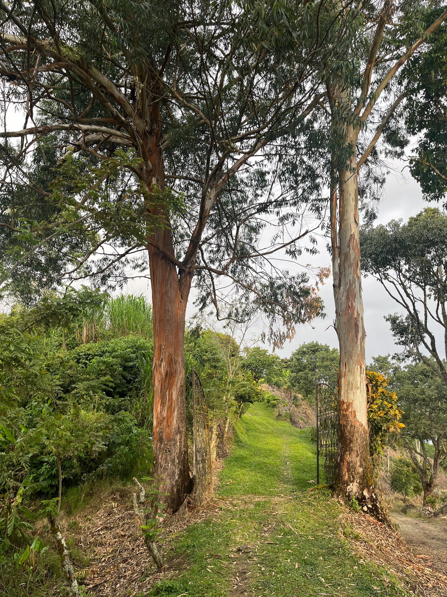 Finca en Fredonia F16