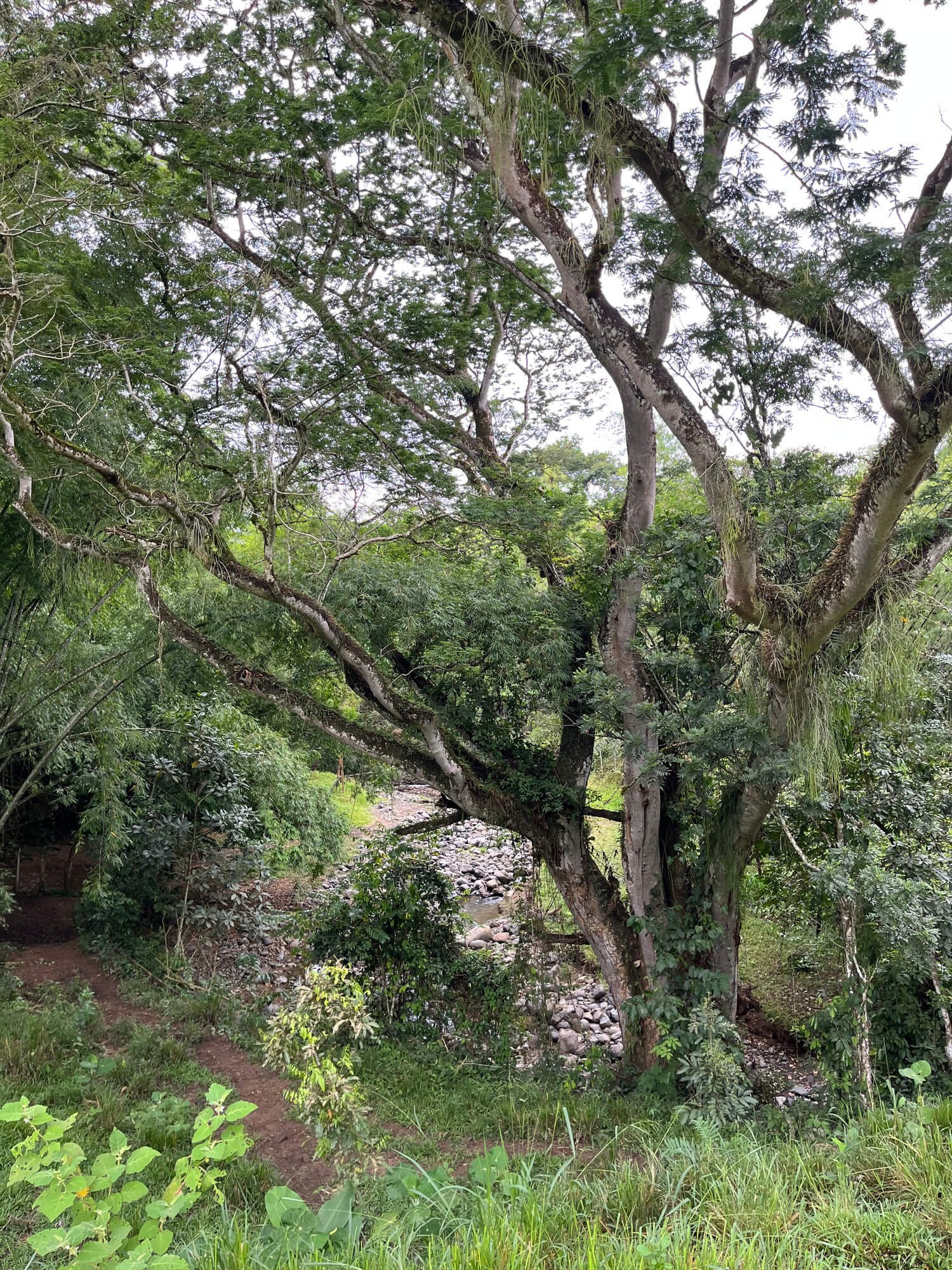 Finca en Fredonia F17