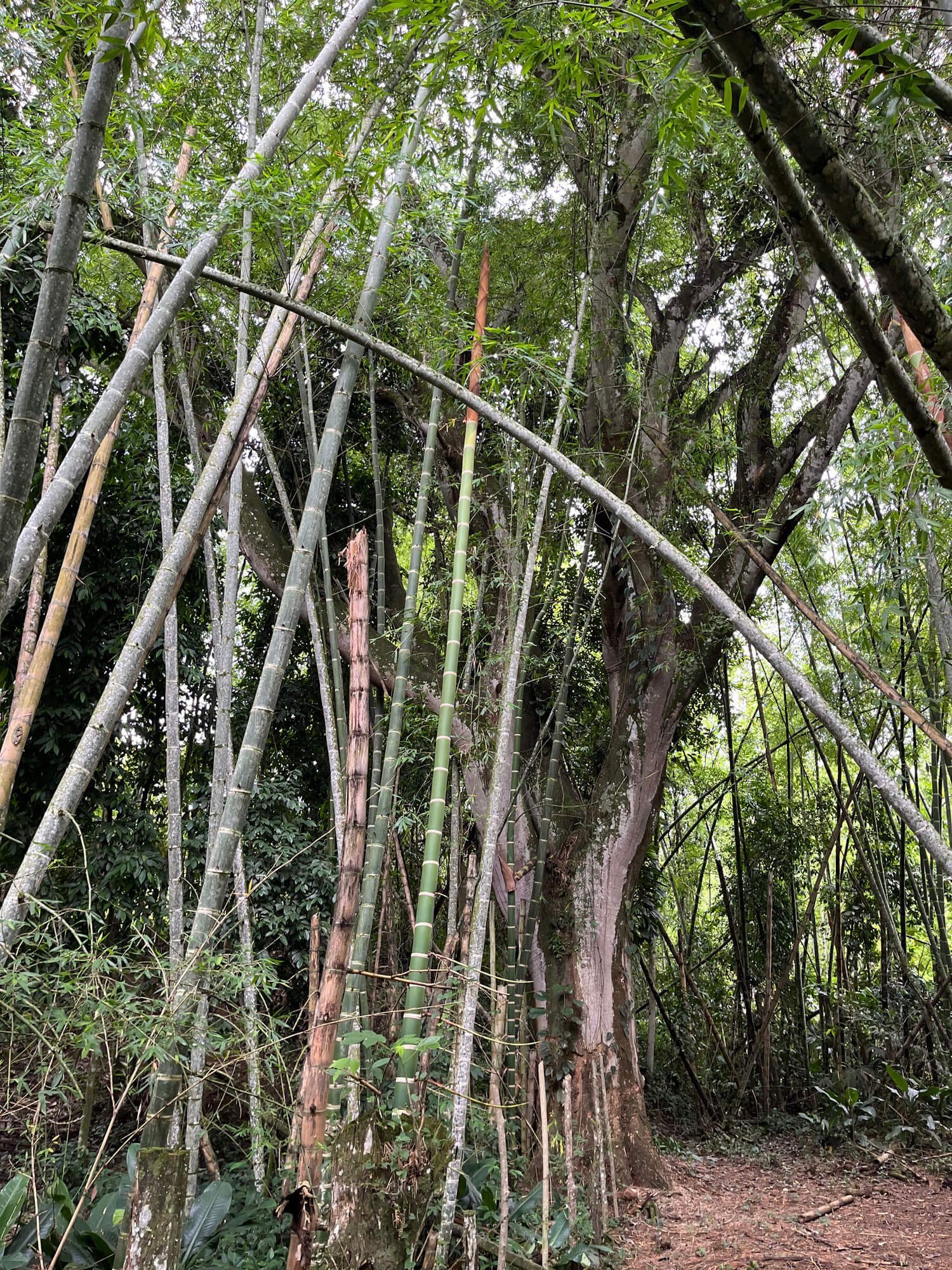 Finca en Fredonia F17