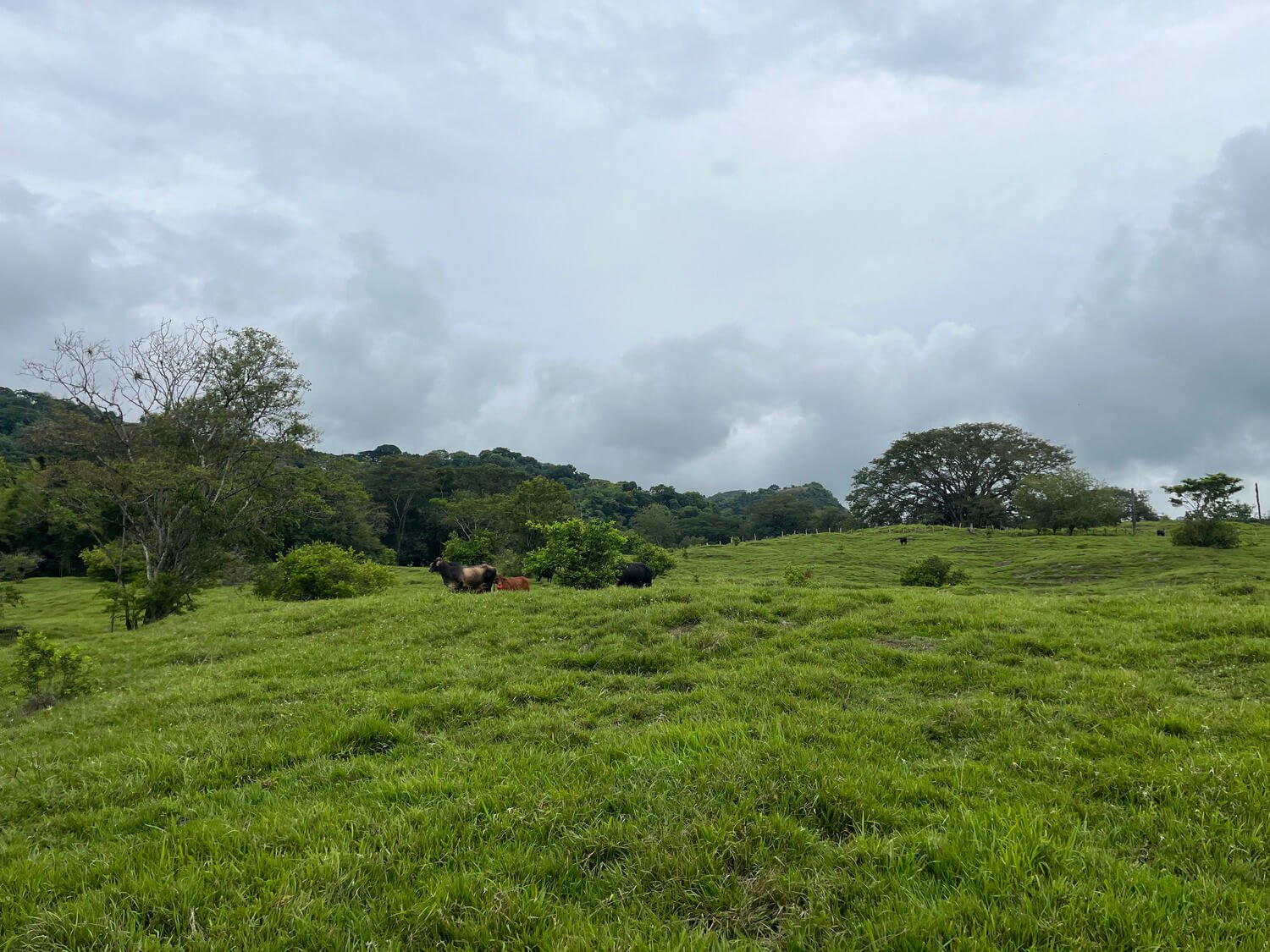 Finca en Fredonia F17