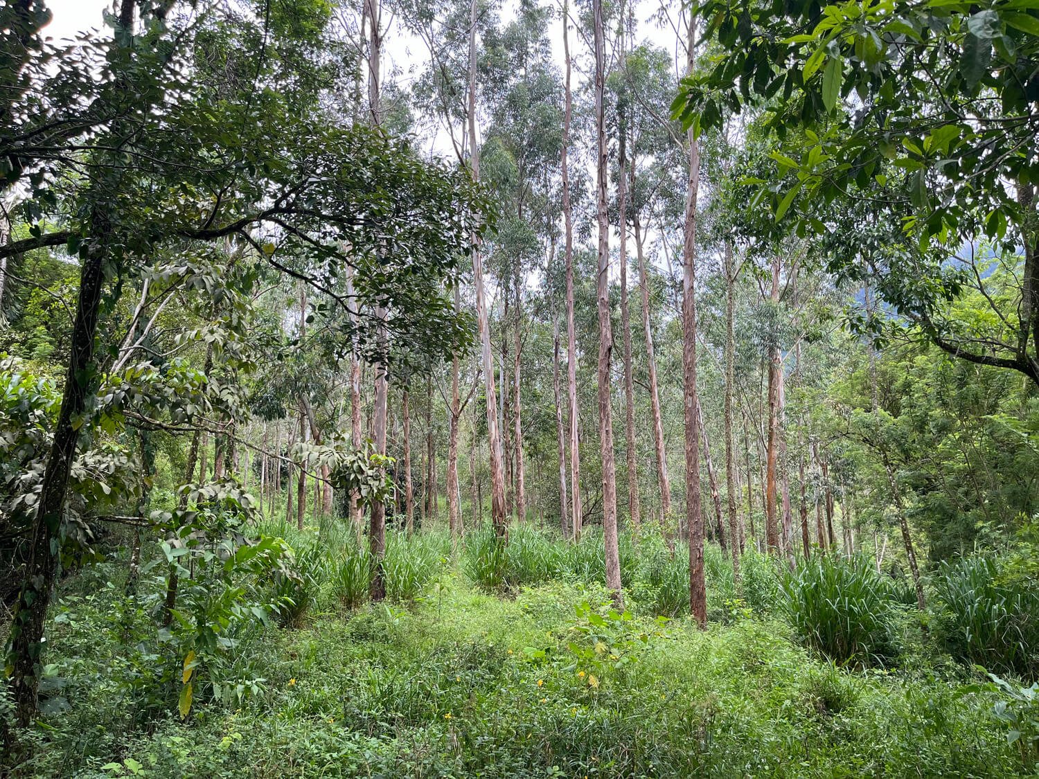 Finca en Jericó