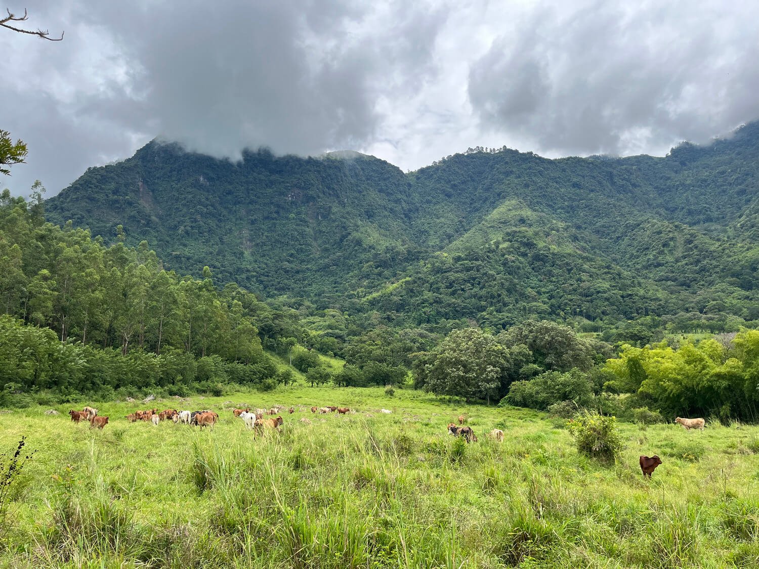 Finca en Jericó