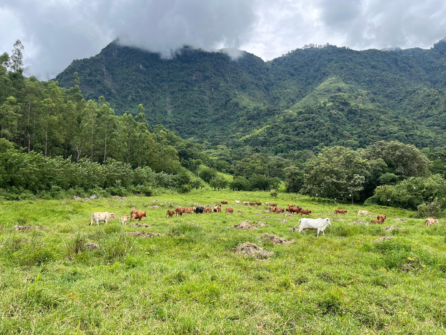 Finca en Jericó