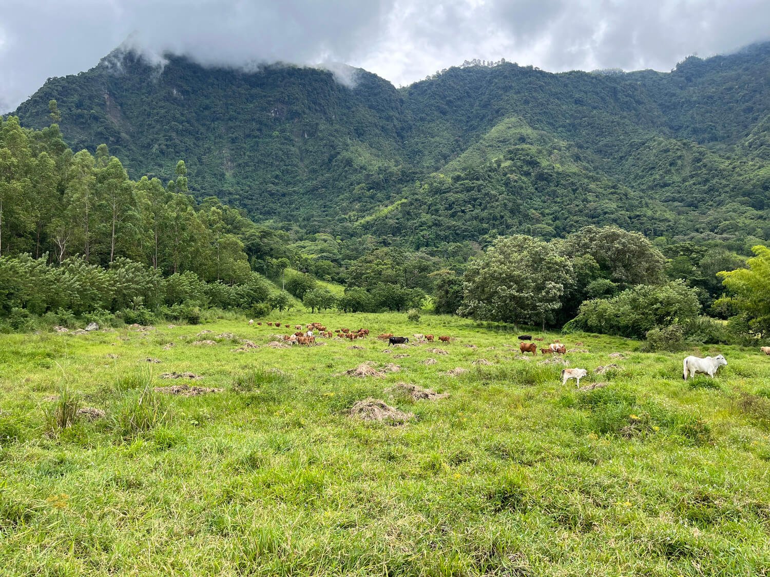 Finca en Jericó