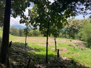 Finca en Fredonia
