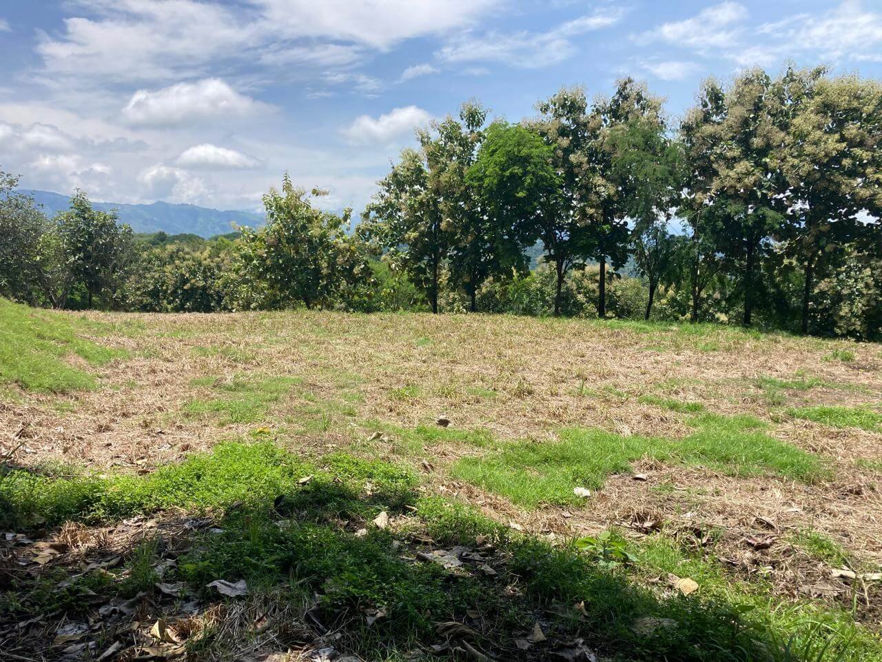 Finca en Fredonia