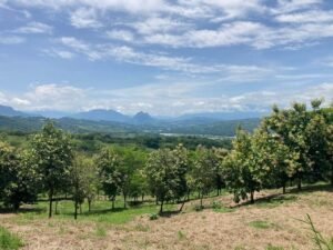 Finca en Fredonia