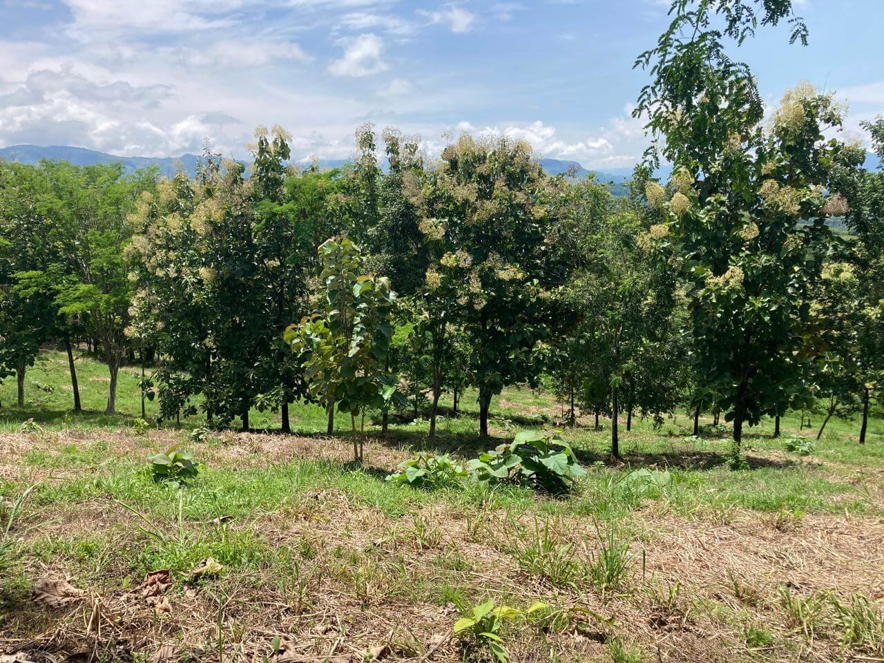 Finca en Fredonia
